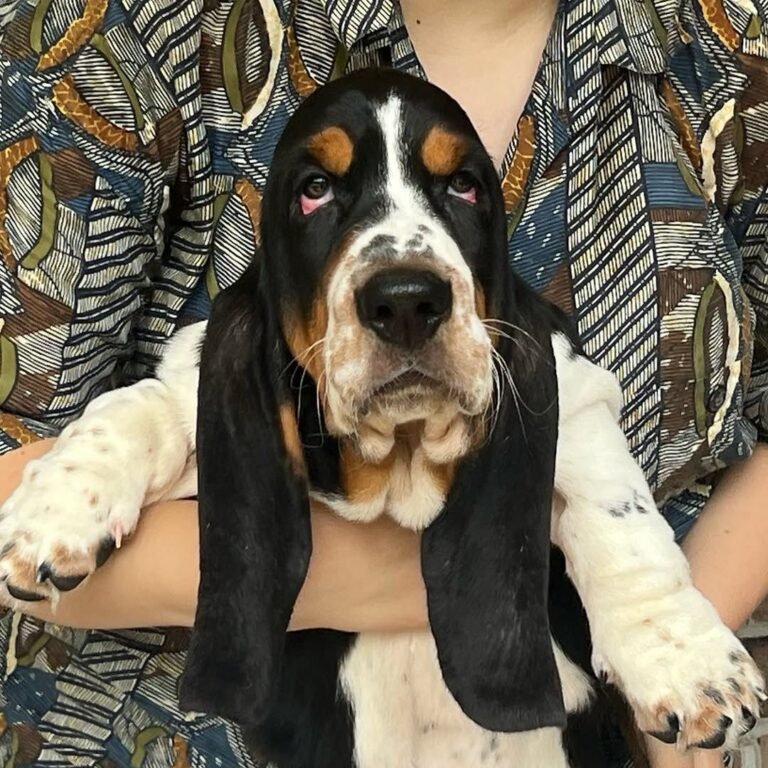 Juniper