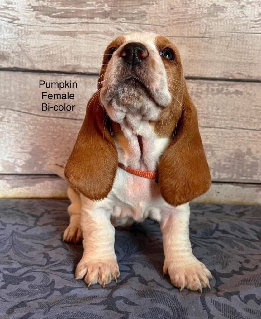 Pumpkin