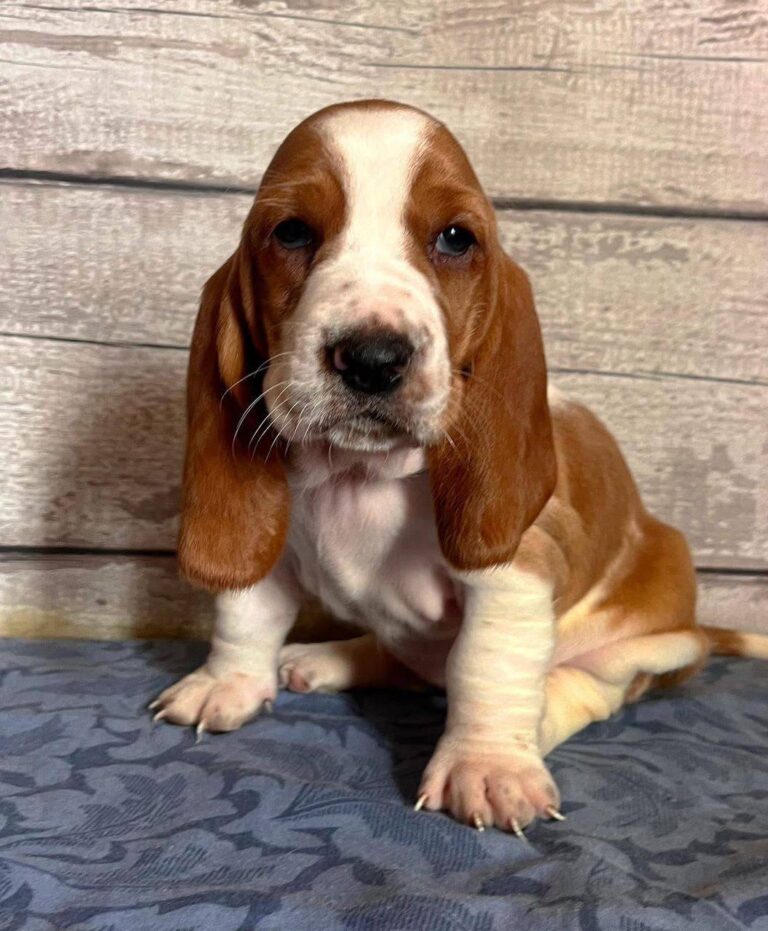 Kimber