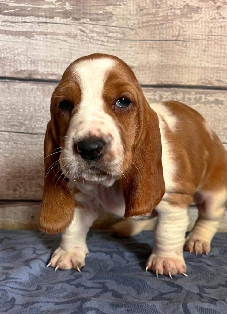 Kimber