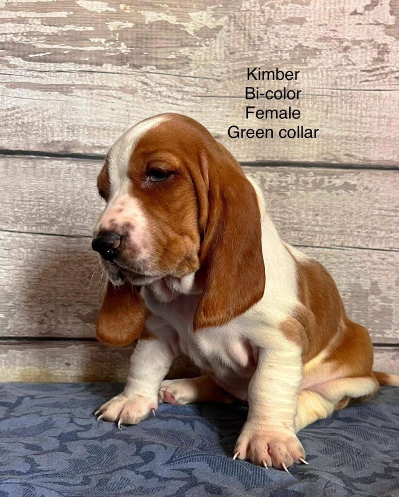 Kimber