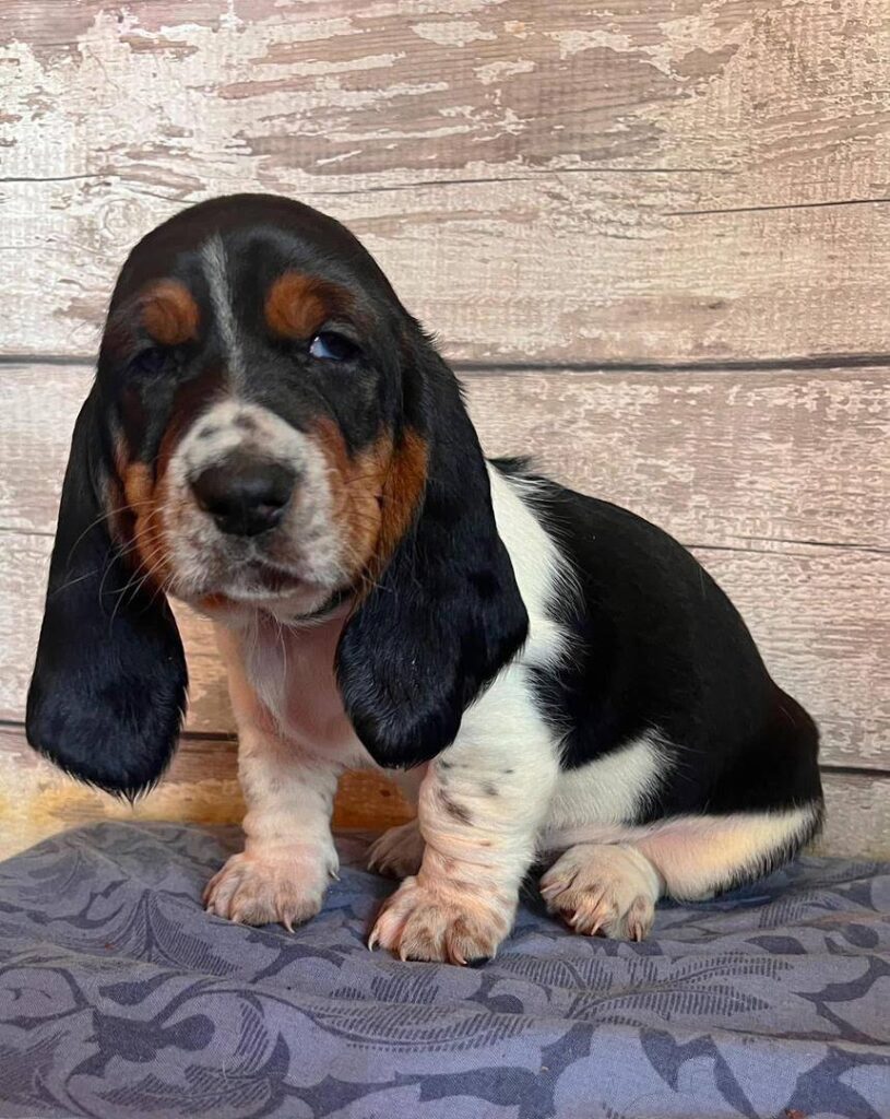 A basset hound puppy standing on grass with its ears hanging low