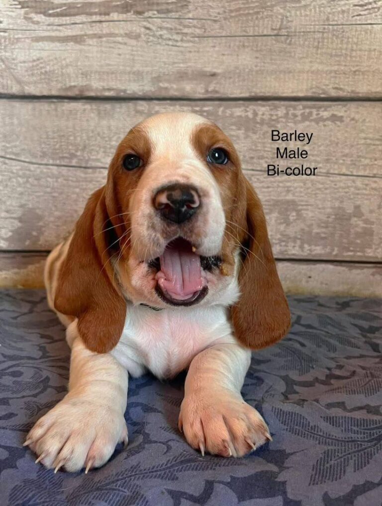 Barly
