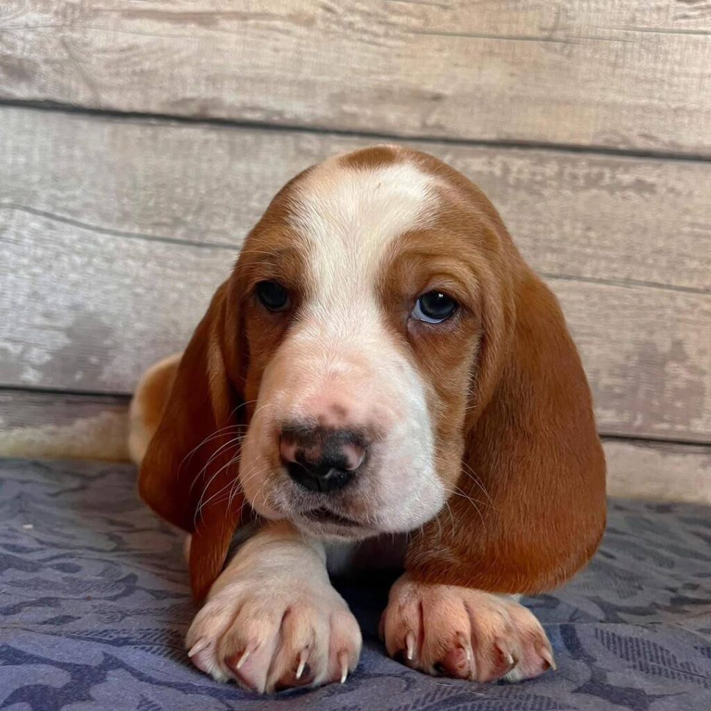 A basset hound puppy sitting calmly, looking up at the camera