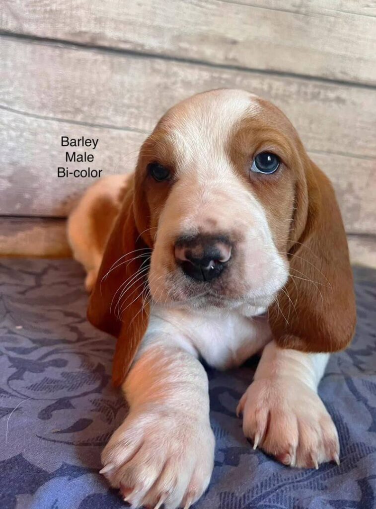 Barly