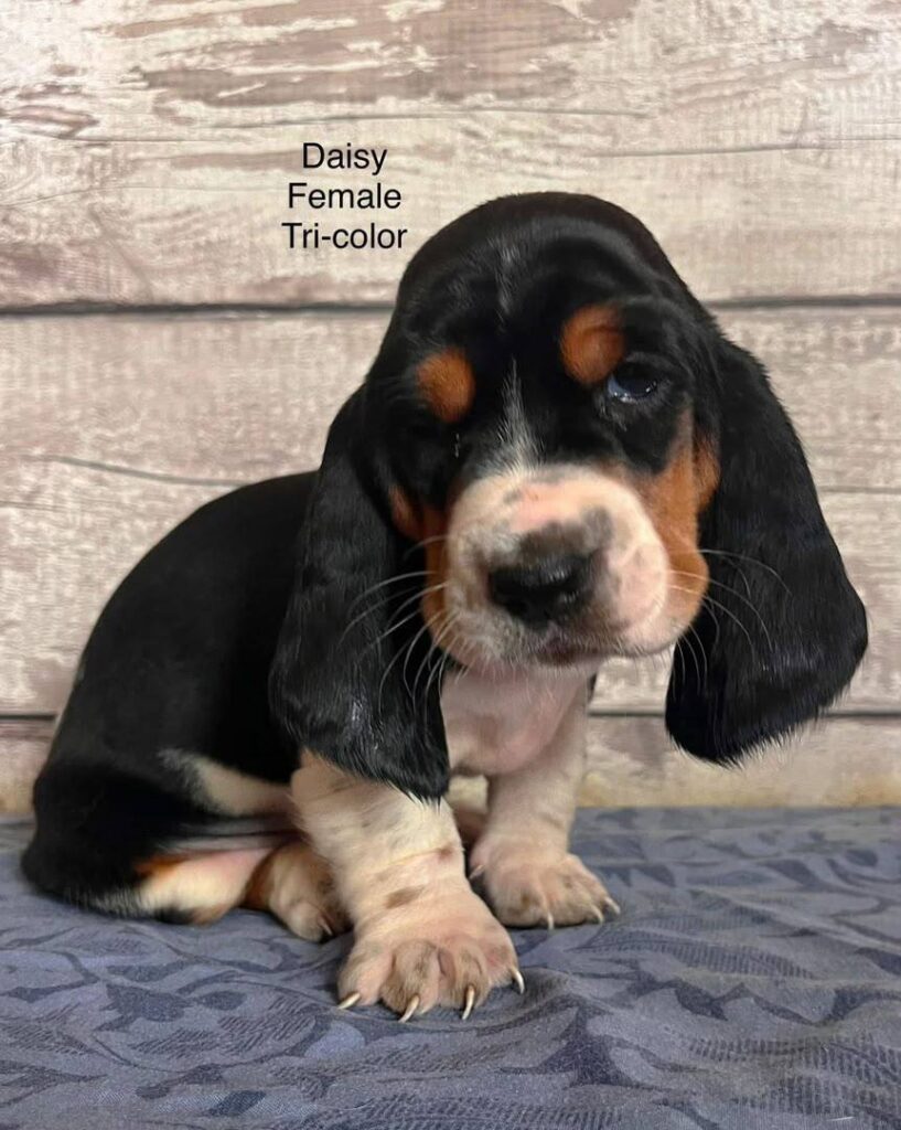 Daisey