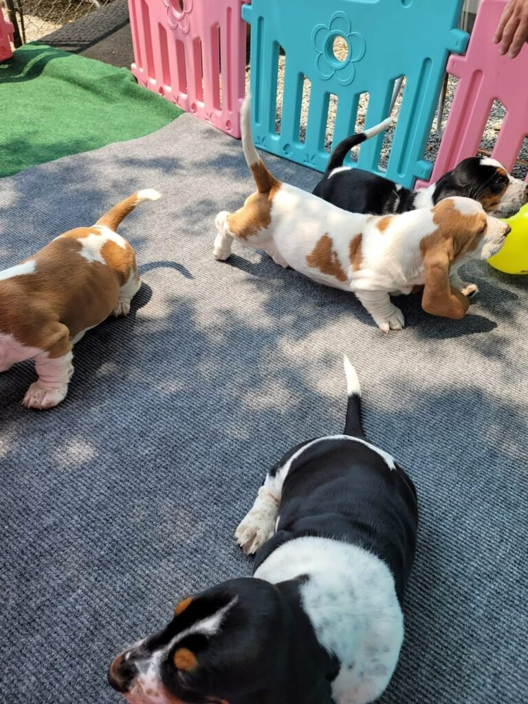 Meredith Sloane with their basset hound