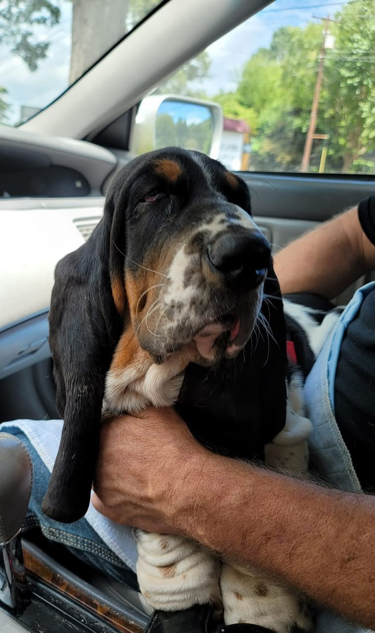 Curtis Lang with their basset hound